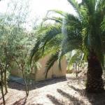 Slide Palm tree in front of Bungalows A Pasturella in Corsica