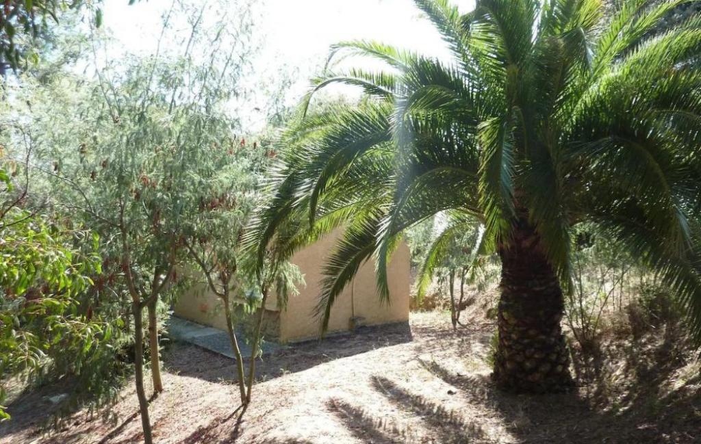 Slide Palm tree in front of Bungalows A Pasturella in Corsica