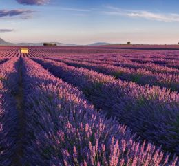 Paradou - Provence