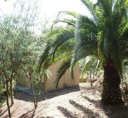 Palm tree in front of Bungalows A Pasturella in Corsica